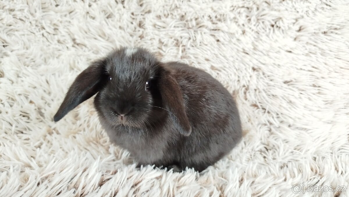 Zakrslý beránek, králíček, králík - ELLA
