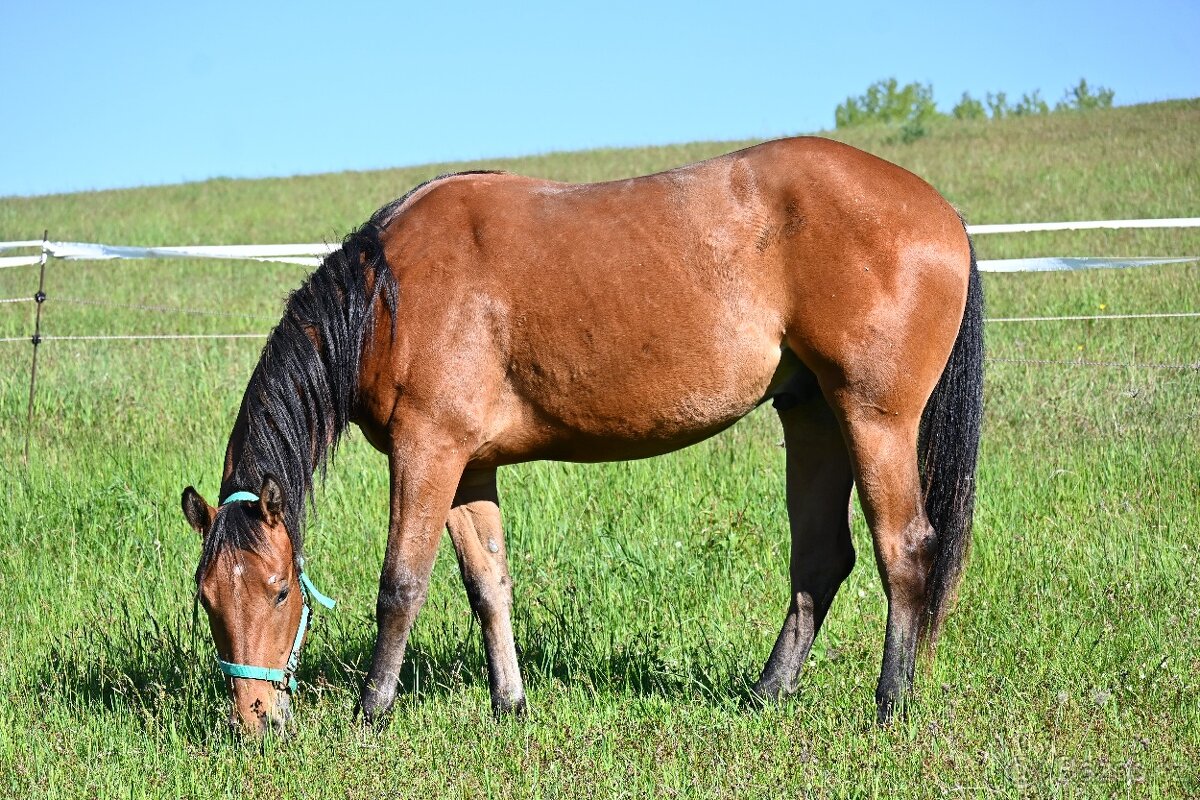 Paint horse valášek