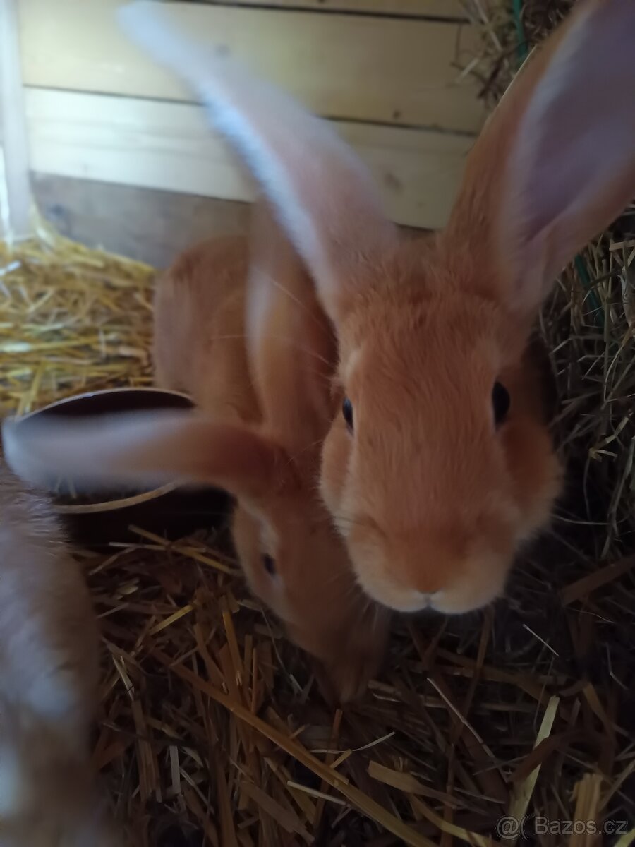 Burgundský králík