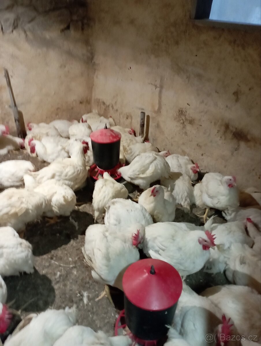 Prodej hus a brojlerů
