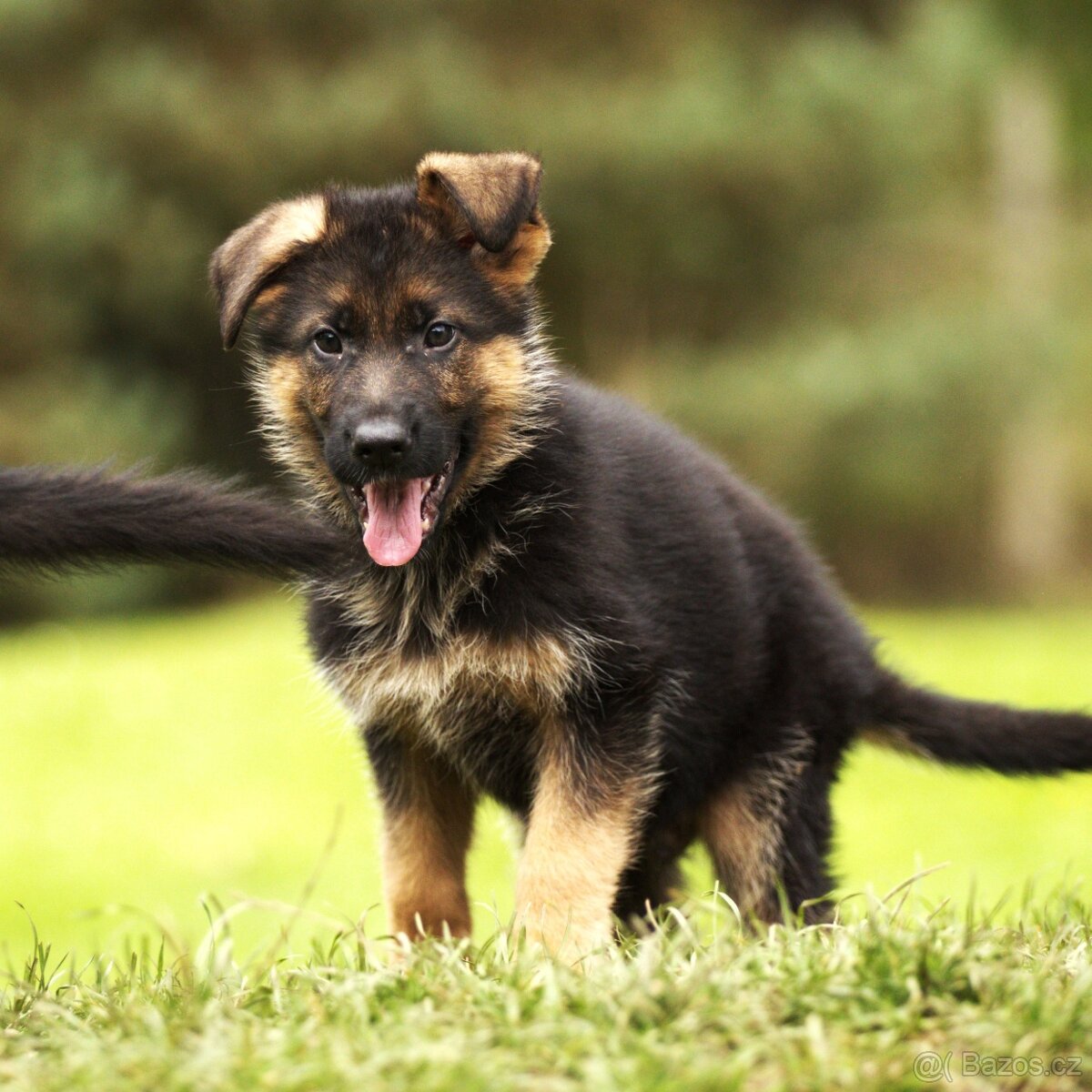 Německý ovčák - pejsek s PP typ Rex