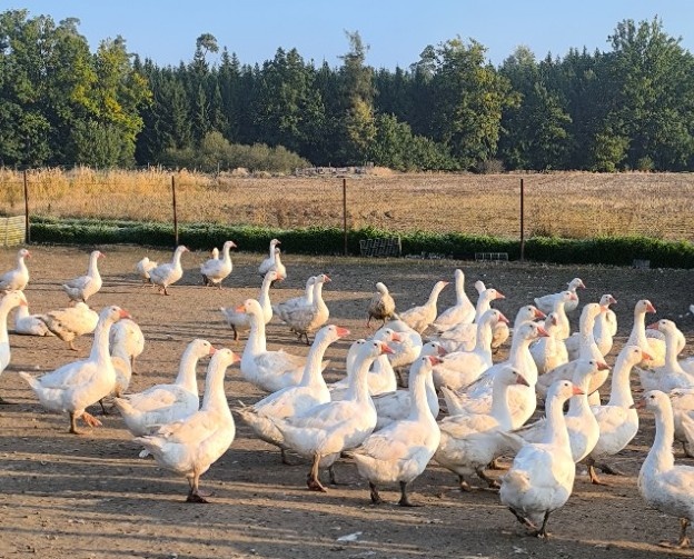 Martinské husy - živé i jatečně opracované
