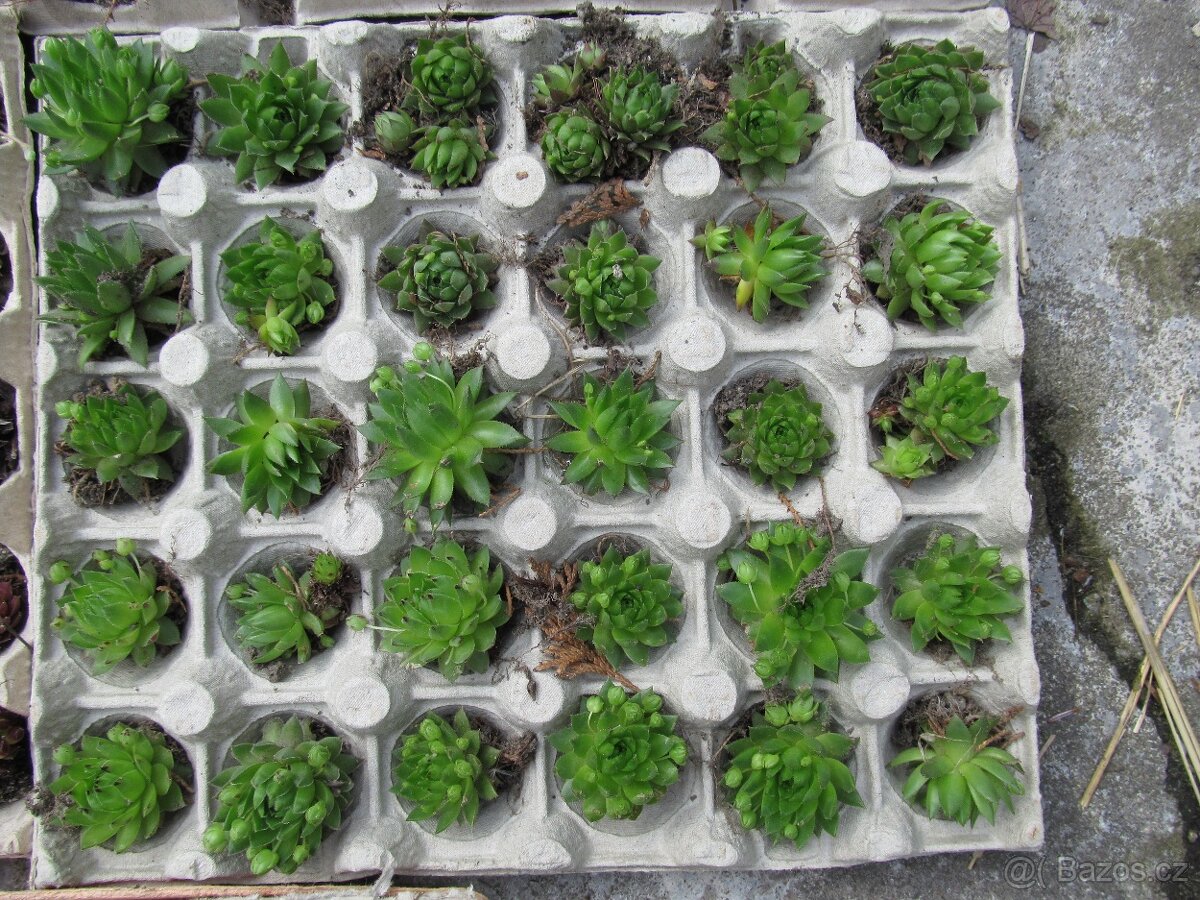 Netřesky na střechu, skalku, zídku