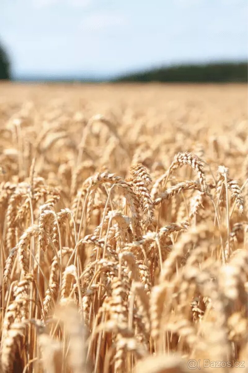 Pšenice ozimá