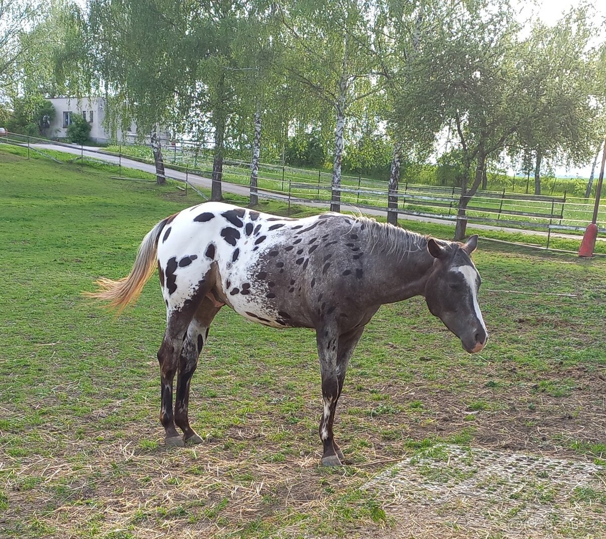 Appaloosa