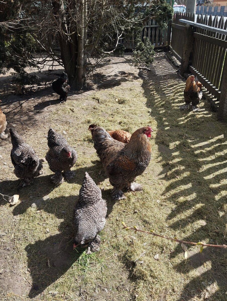 Násadbová vejce Bráhmanka velká