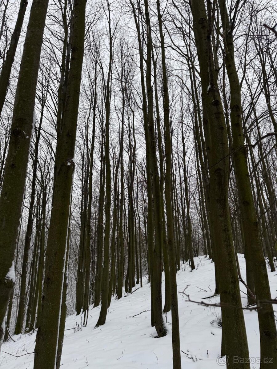 Prodám lesní pozemky v k.ú. Petřkovice u Starého Jičína