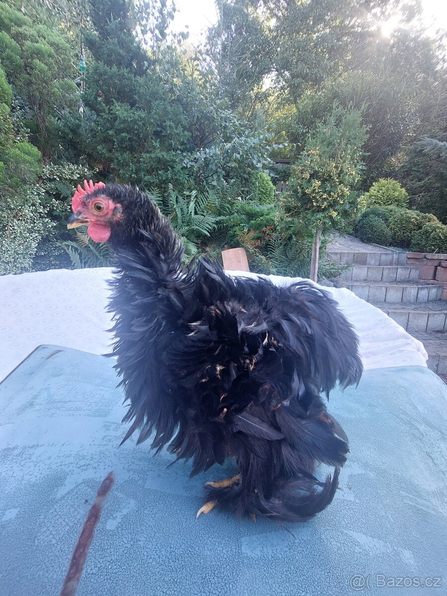 SLEPICE KOČINKY již jen pár