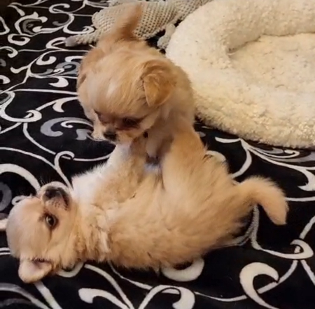 Čivava štěňátka