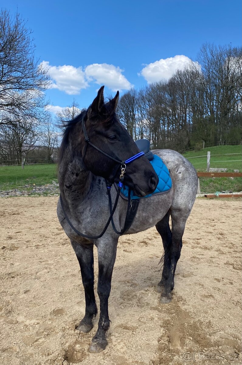 Provazová jezdecká ohlávka COB