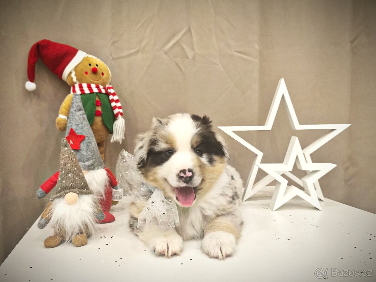 Miniaturní americký ovčák