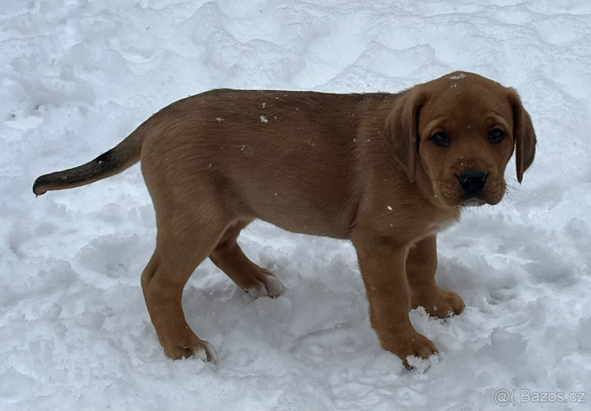 Štěňátka bez PP, Rhodesky Ridgeback
