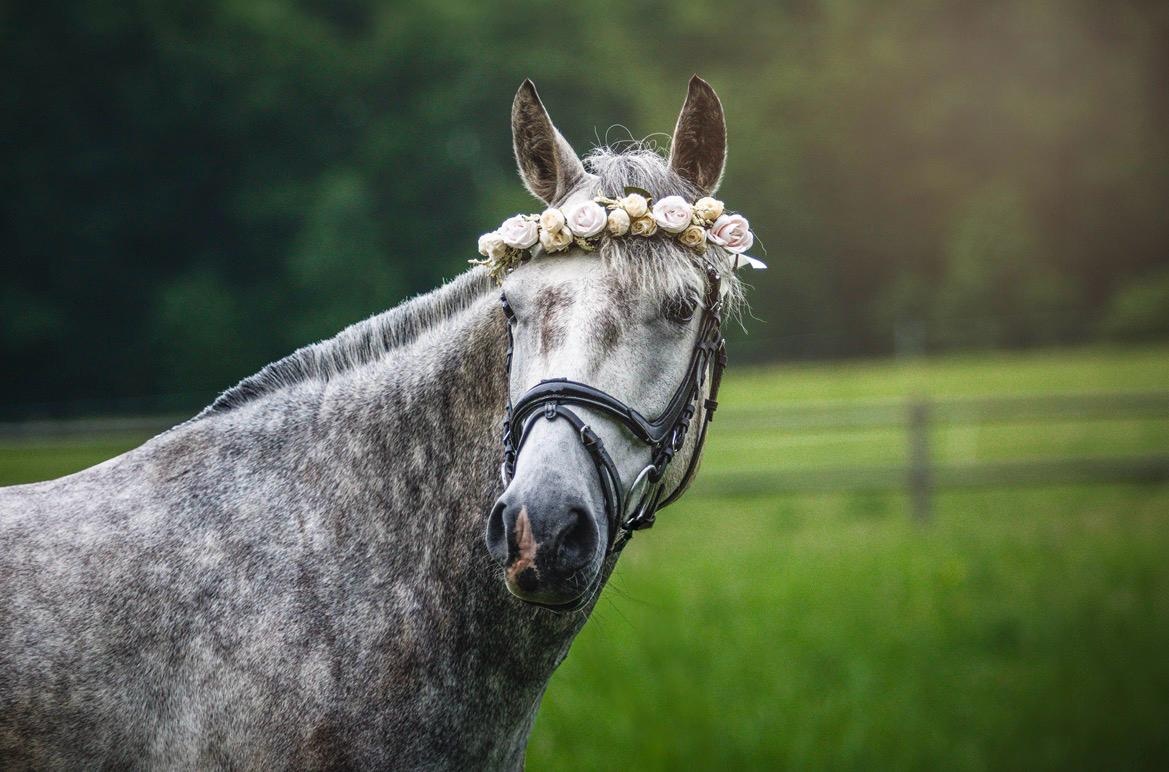 6letá pony do sportu