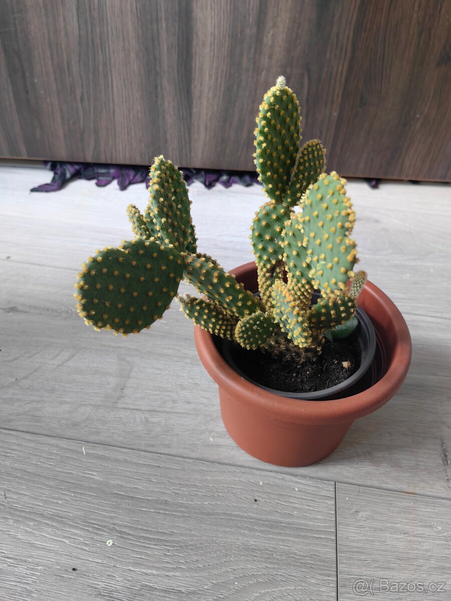 kaktus