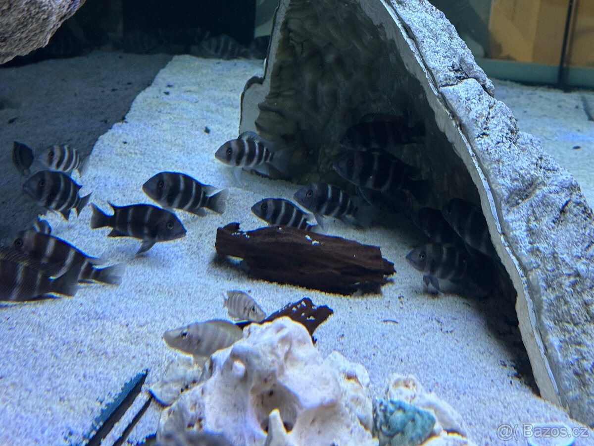 Frontosa Burundi
