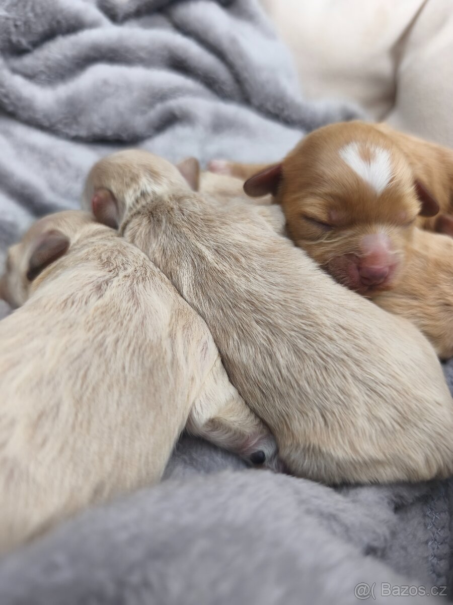 Maltipoo