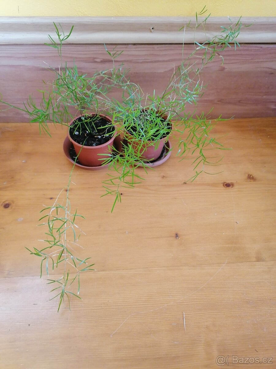 Asparagus