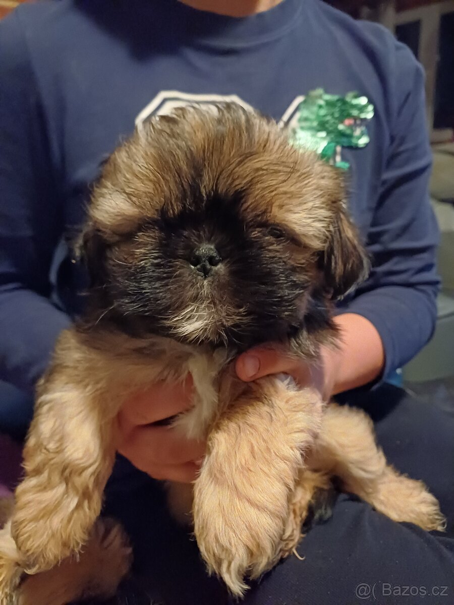 Shih-tzu
