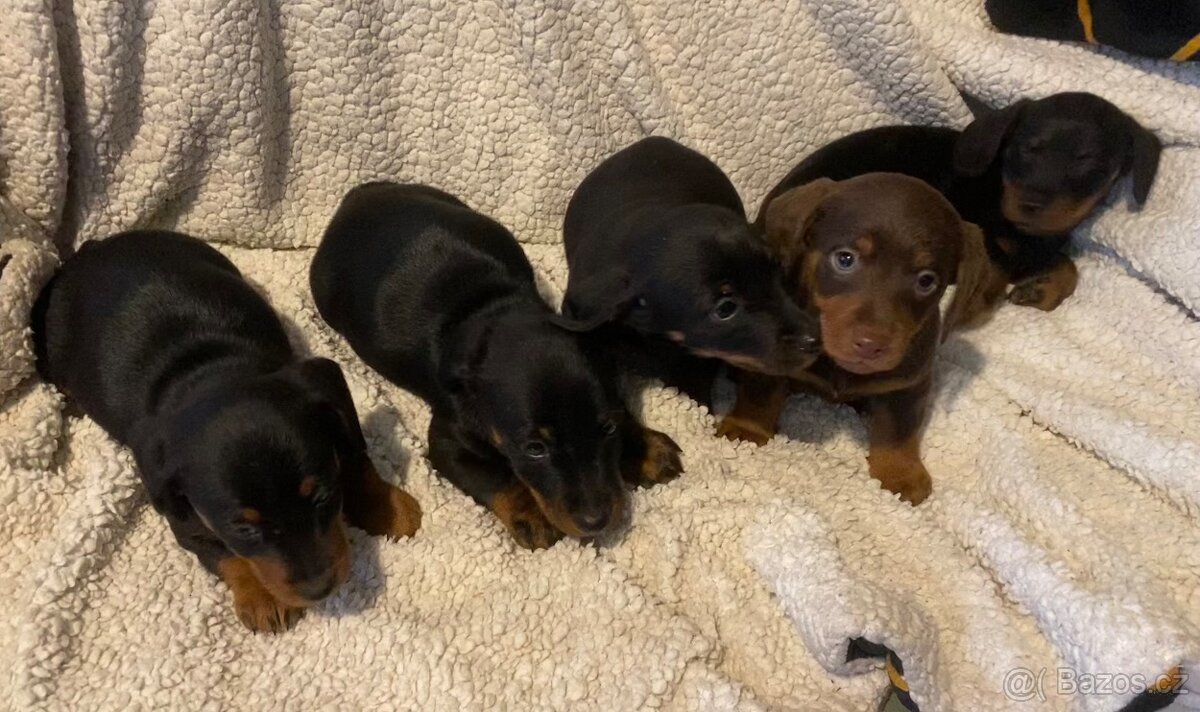 Prodam stenata krizence jezevcika