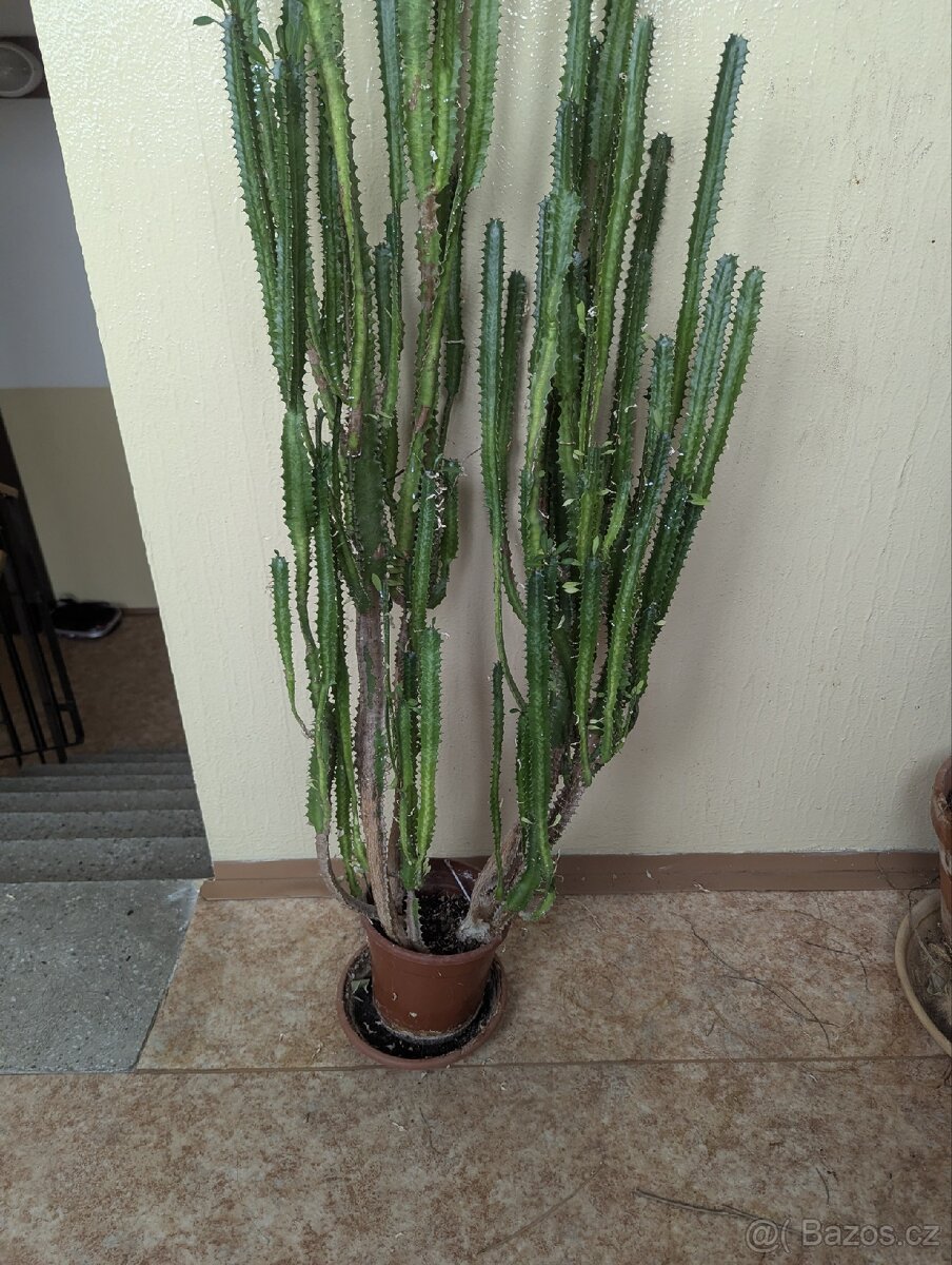 Euphorbia ammak (kaktus)
