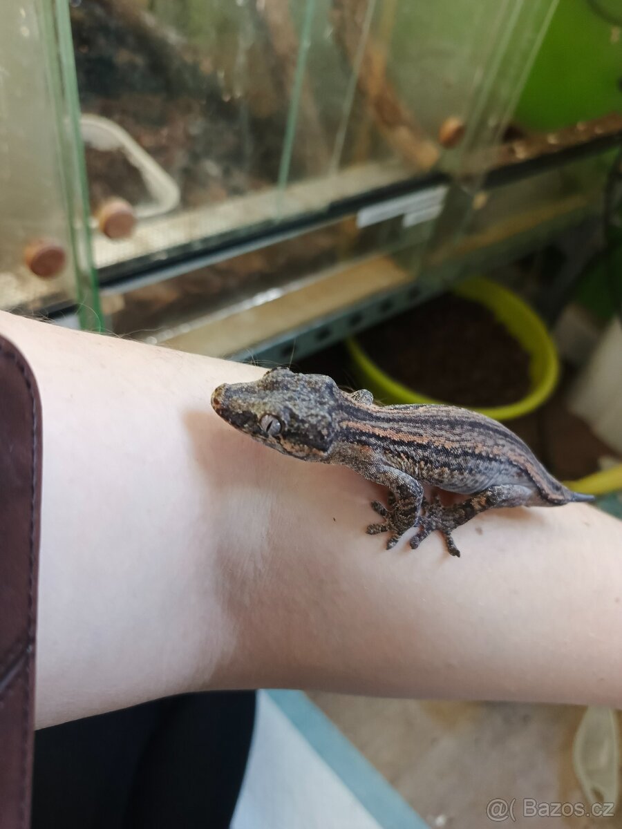 Rhacodactylus auriculatus