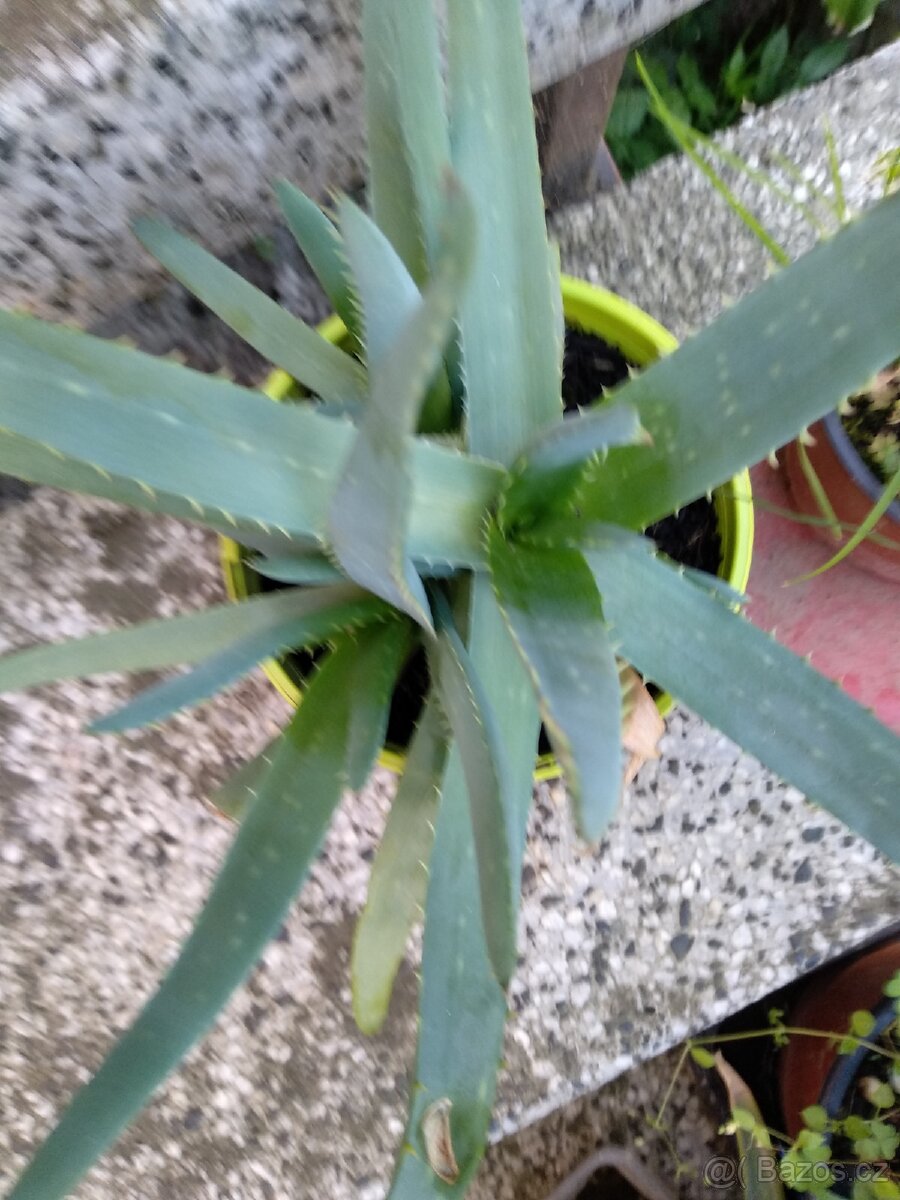 Léčivka Aloe Vera