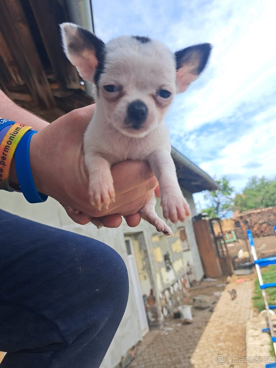 Mini civava