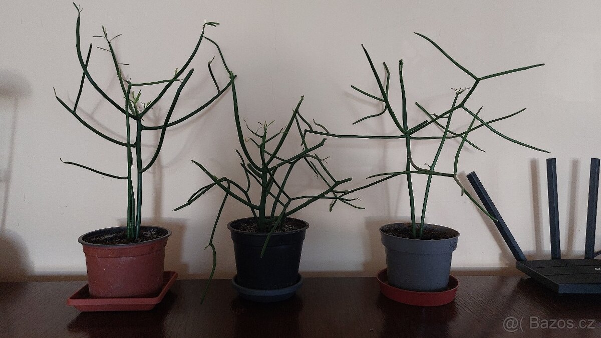 Euphorbia Tirucalli