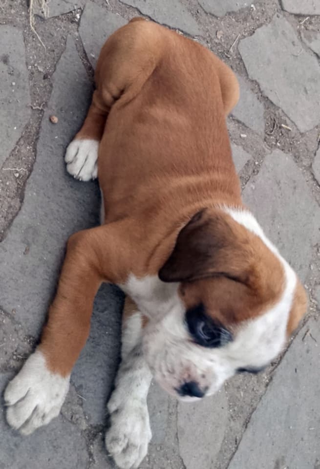 Německý  Boxer zlatý štěňě bez PP