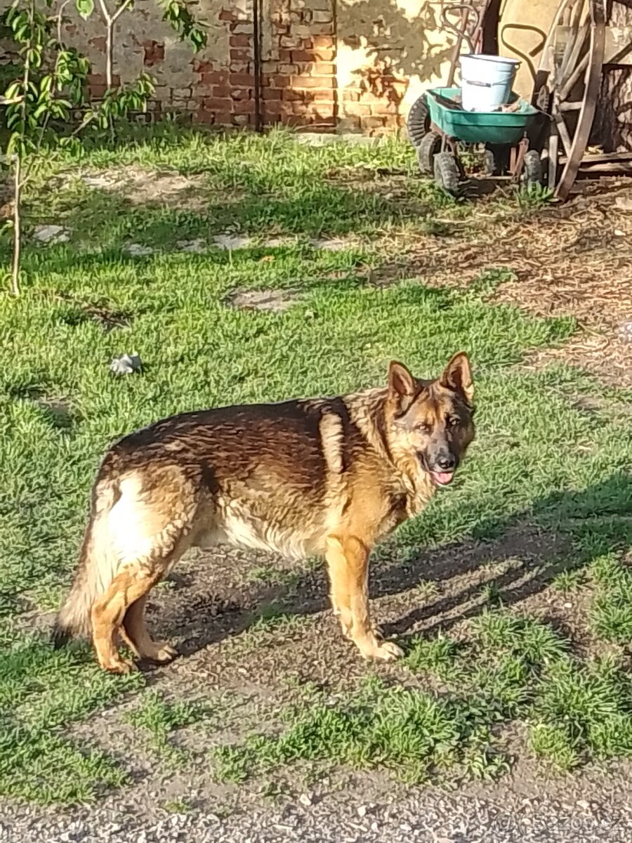 Nabízím pejska na krytí německý ovčák