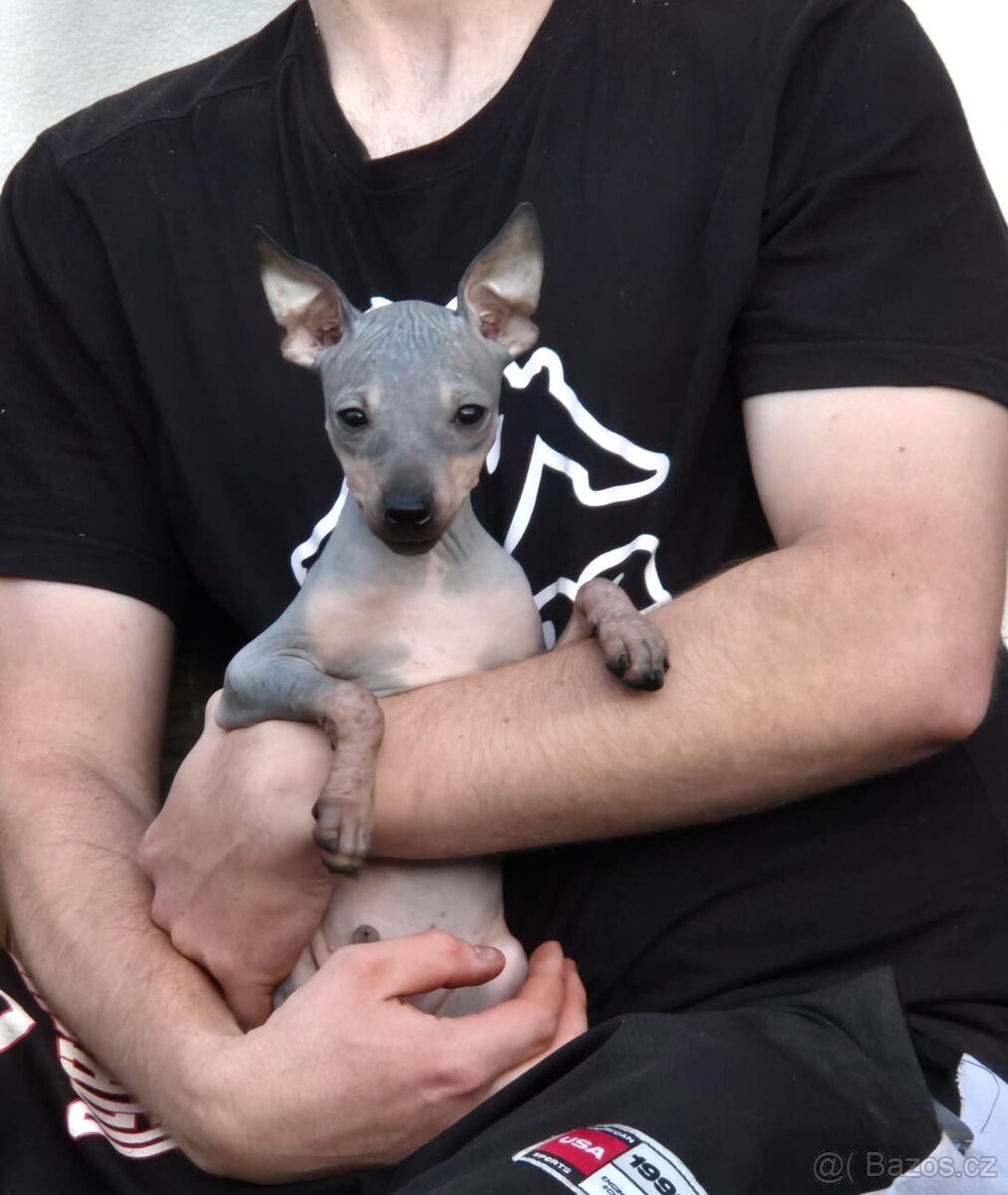 Americký bezsrstý teriér s PP