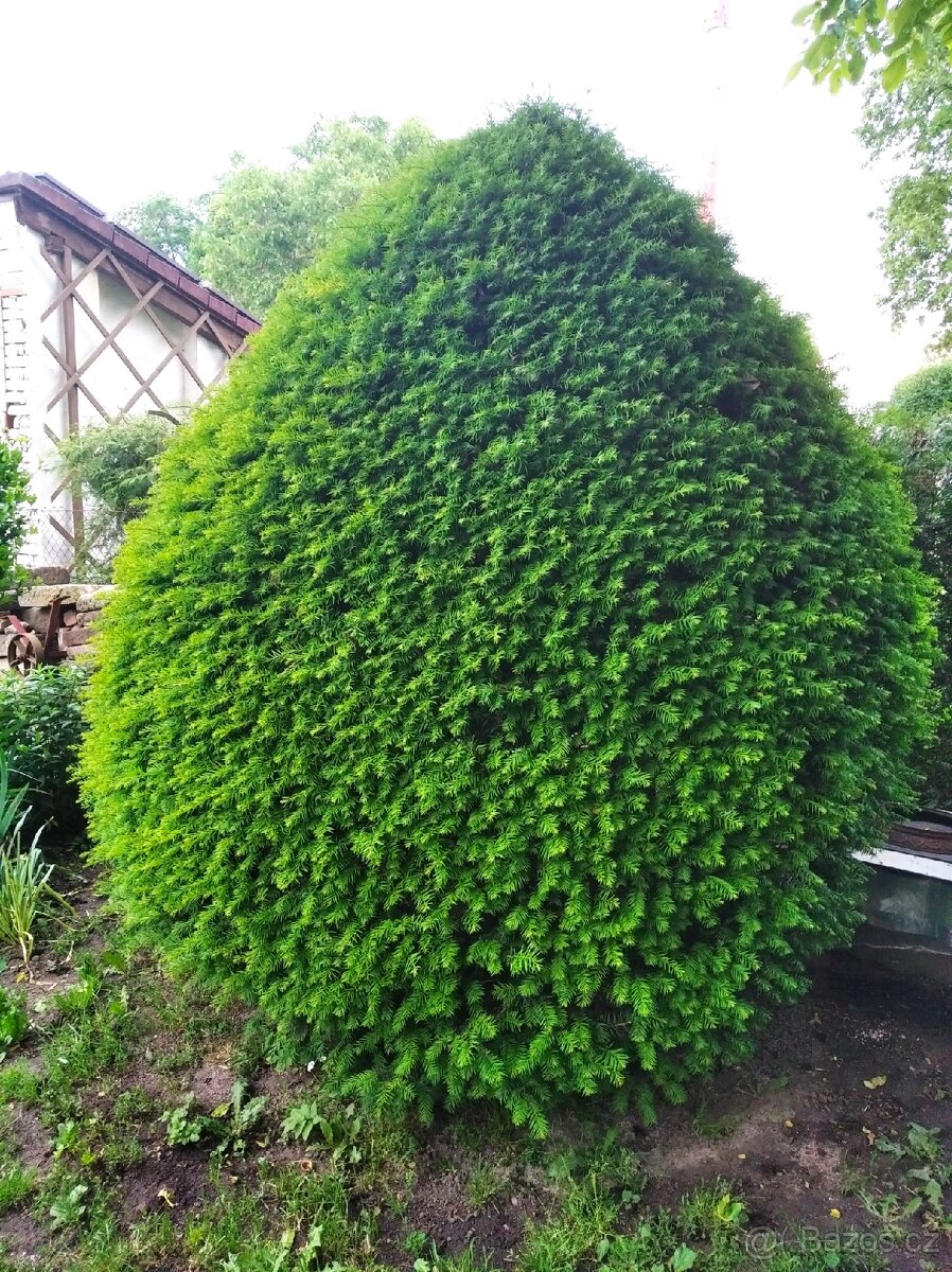 Tis červený