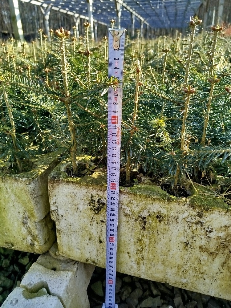 lesní sazenice, agrolesnictví