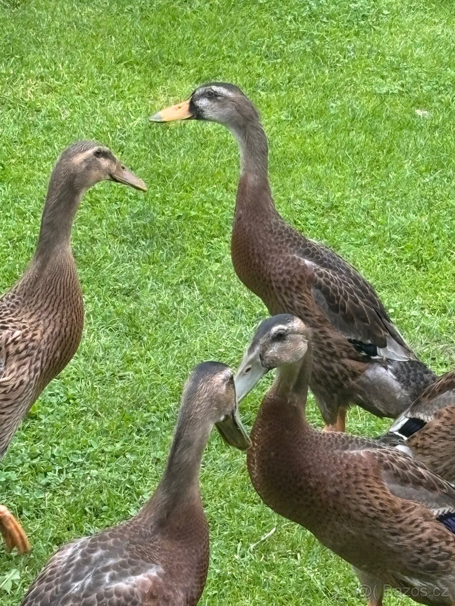 kachna indický běžec