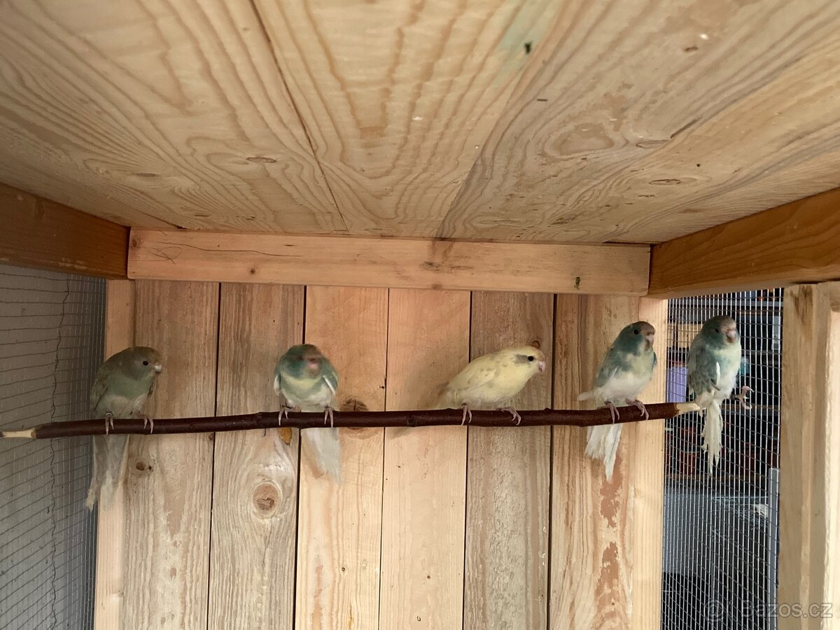 Kakariki červenočelý