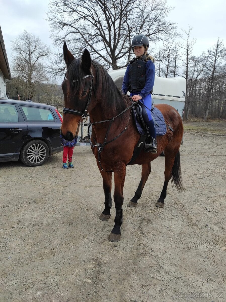 Kobyla na rekreaci, společník, do chovu