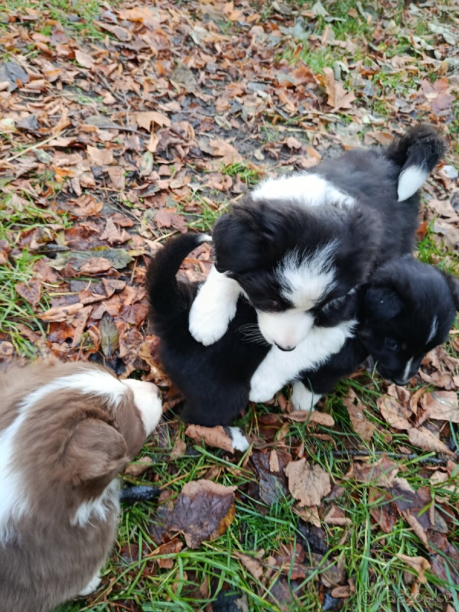 Prodám štěně border kolie