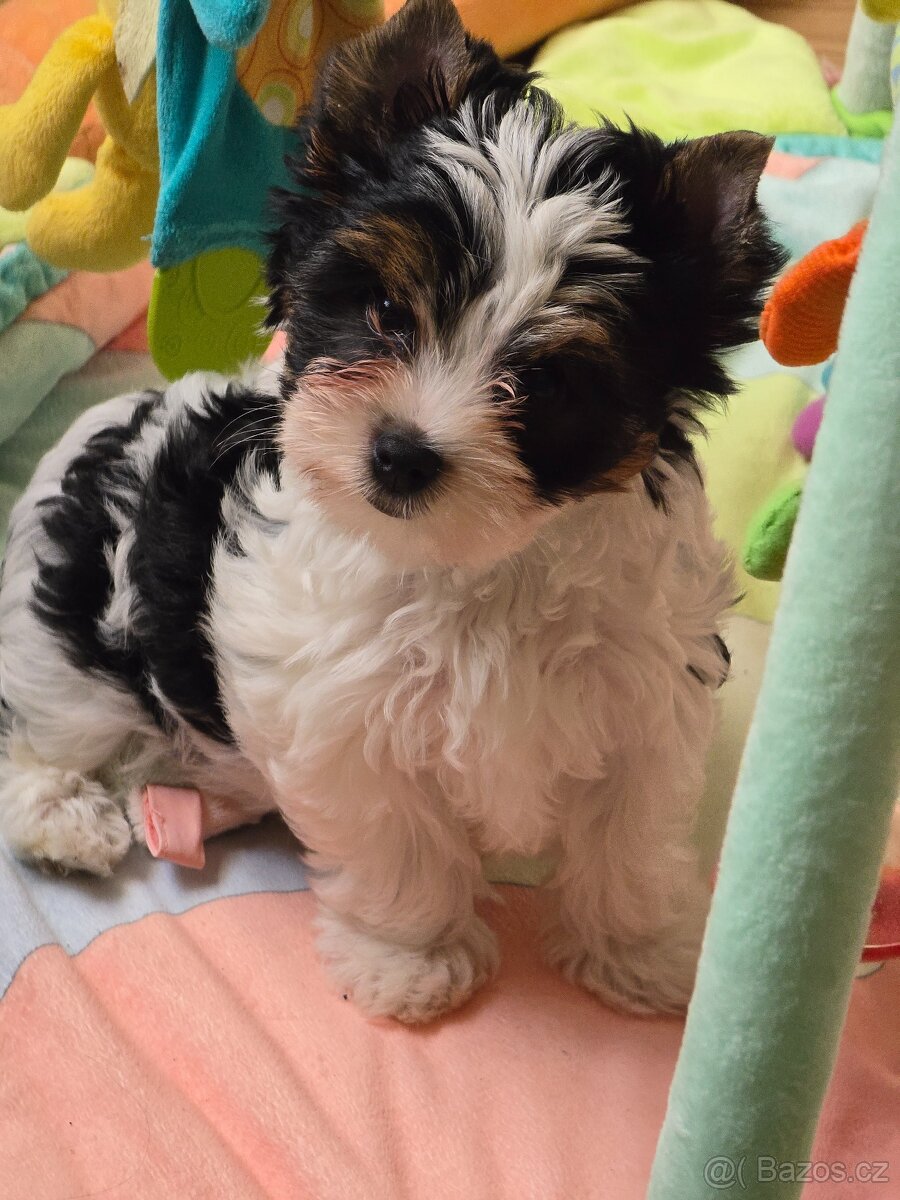 Jorkširský teriér-biewer