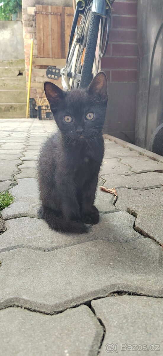 Koťata, kotě, kočka, zdarma, daruji, modrá britská