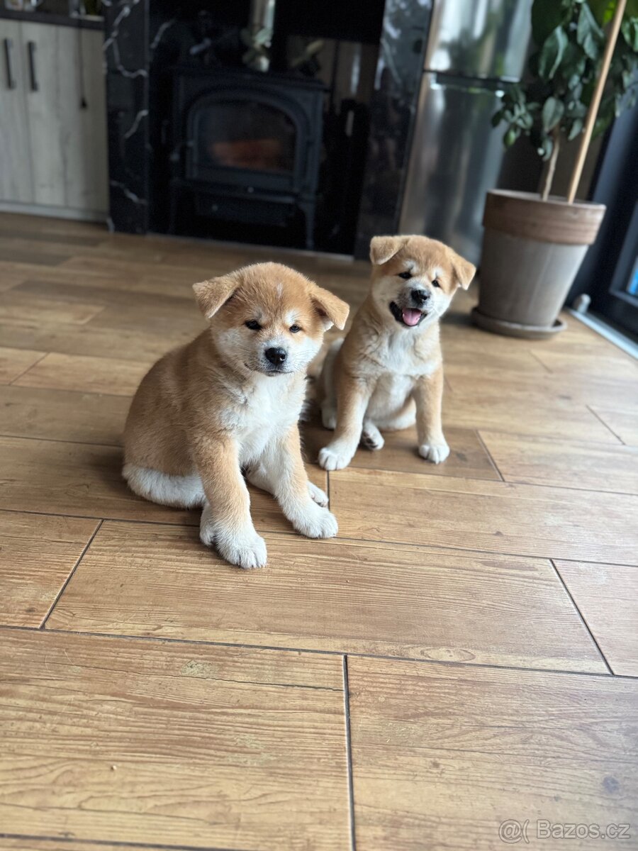 Prodej čistokrevných štěňat Akita inu