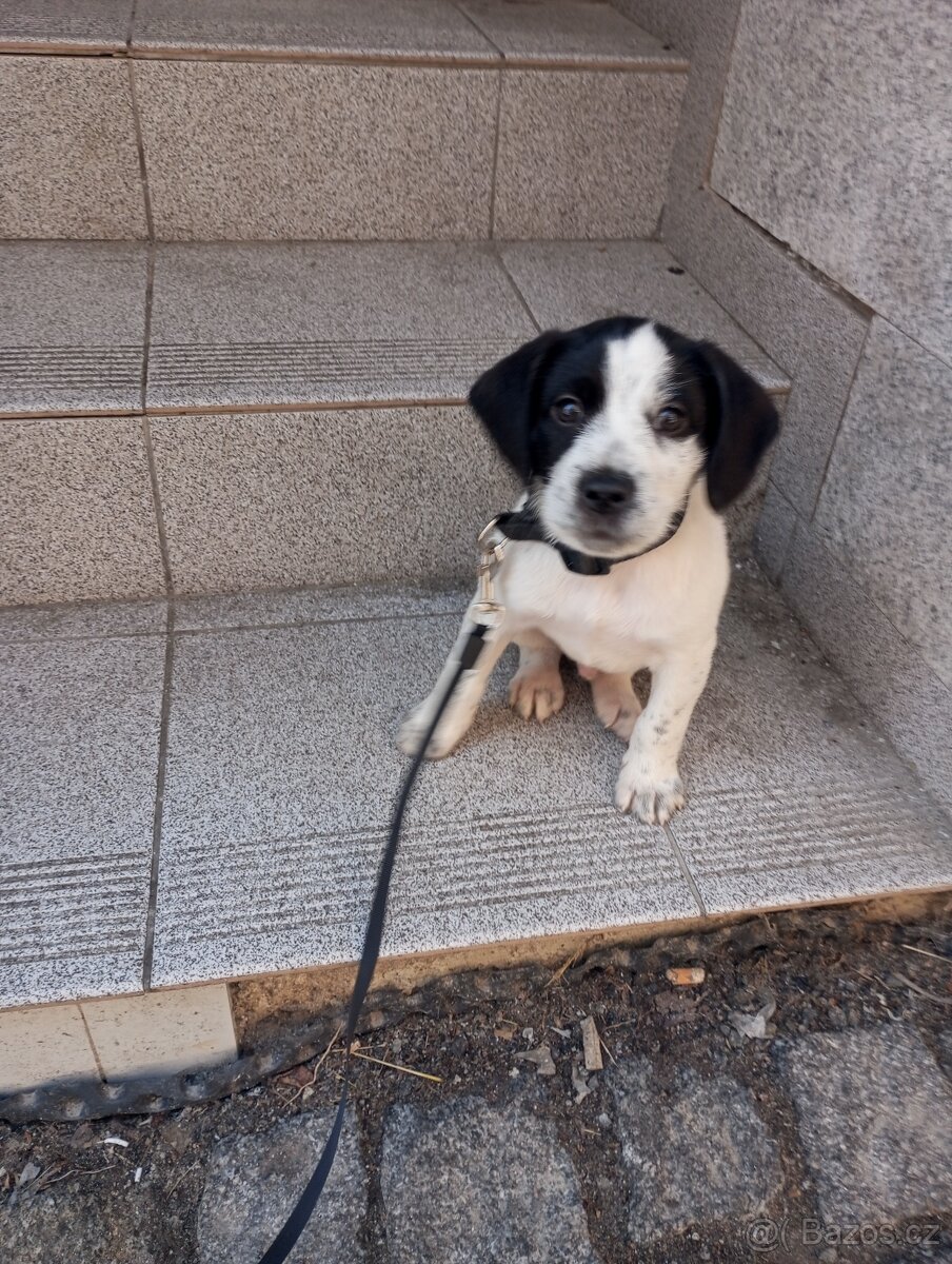 Prodám štěně 8 měsíční