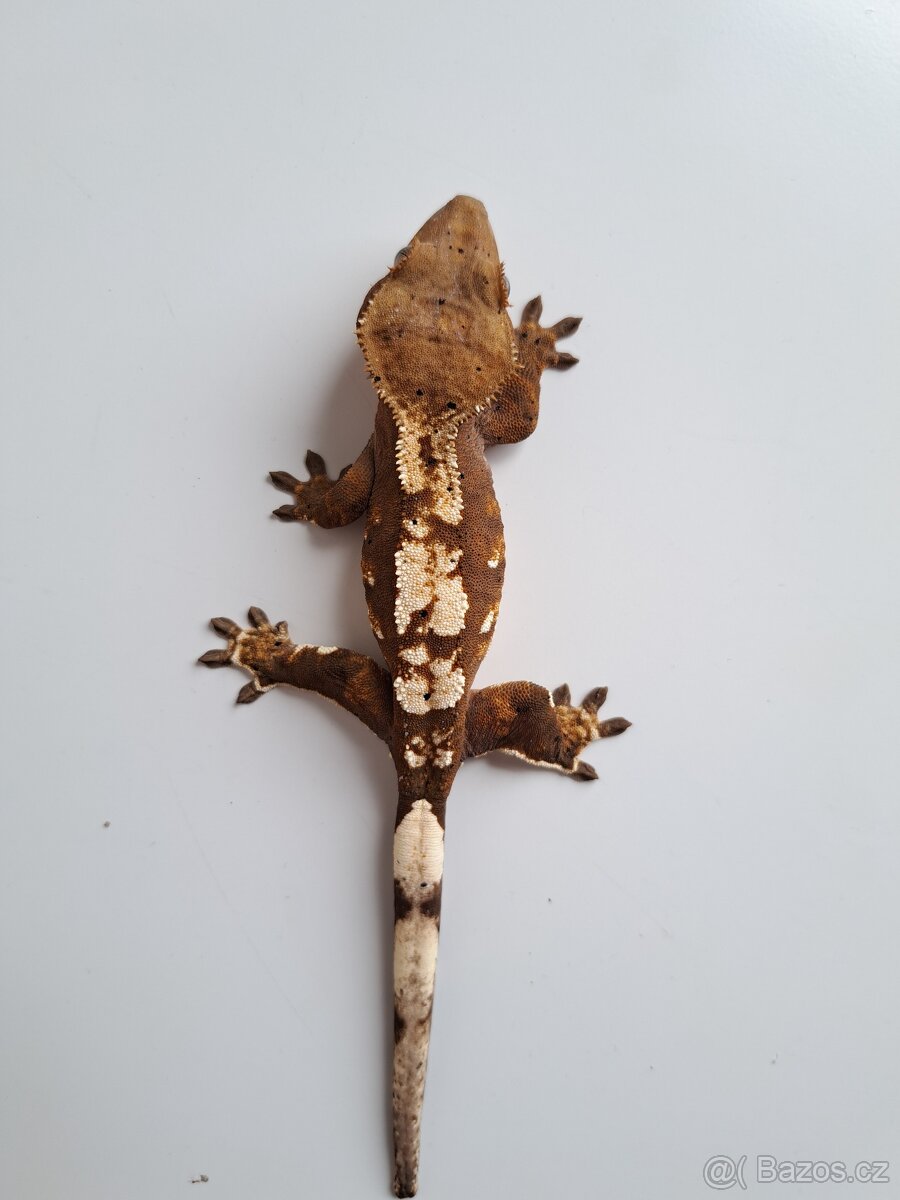 pagekon řasnatý samice..