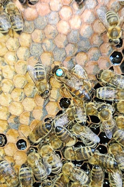 přezimované včelí oddělky , včelstva , včely