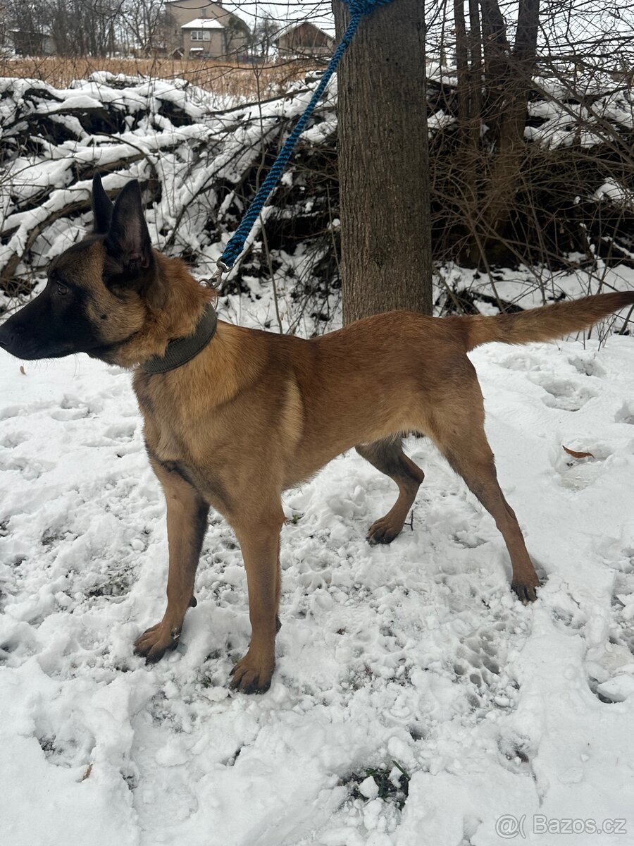 Belgický ovčák Malinois