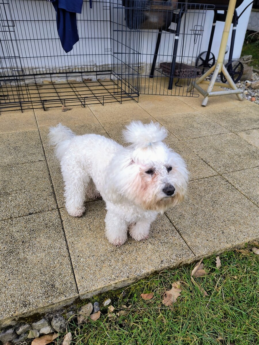 Buddy hledá nevěstu