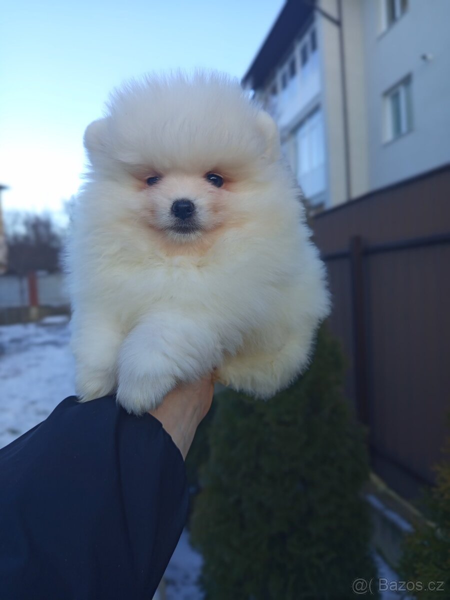 Pomeranian špic
