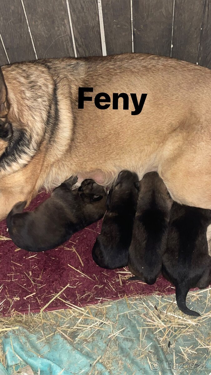 Štěňata německého ovčáka