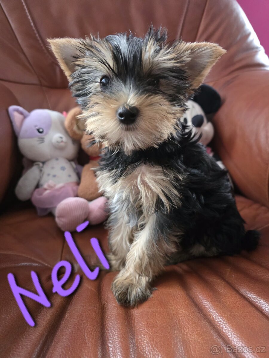 Jorkšířský teriér fenka s PP