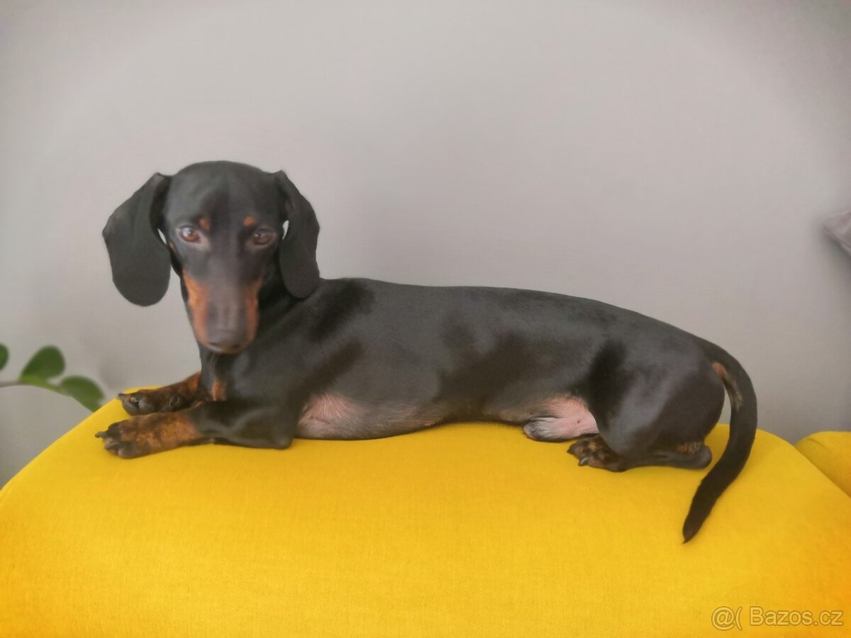 Trpasličí jezevčík