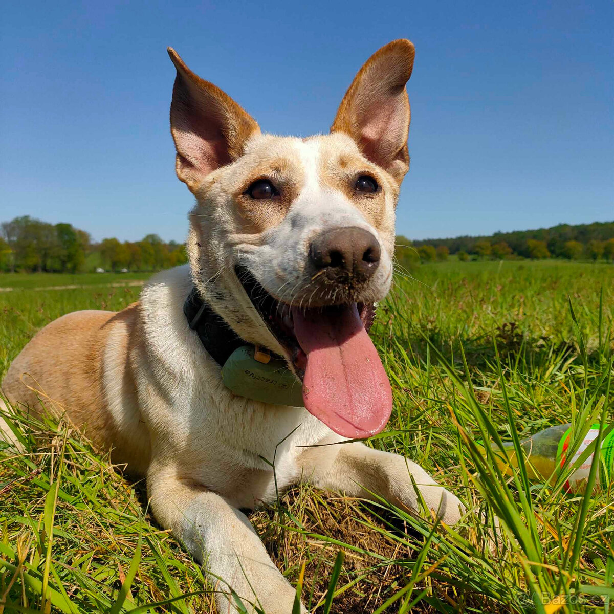 MOLLY - ENERGICKÁ SLEČNA